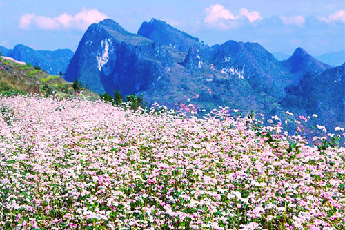 Một góc trồng hoa tam giác mạch