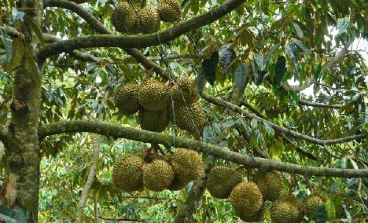 Miệt vườn Cái Mơn
