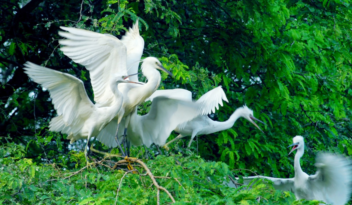 Vườn chim Vàm Hồ
